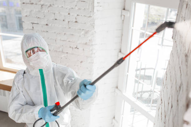 Best Basement Mold Removal  in South Oroville, CA