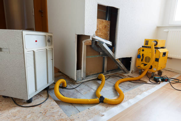 Best Black Mold Removal  in South Oroville, CA