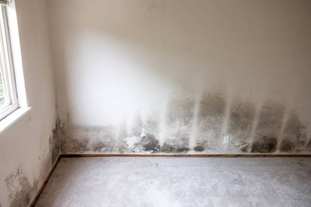 Best Water Damage & Mold Remediation  in South Oroville, CA