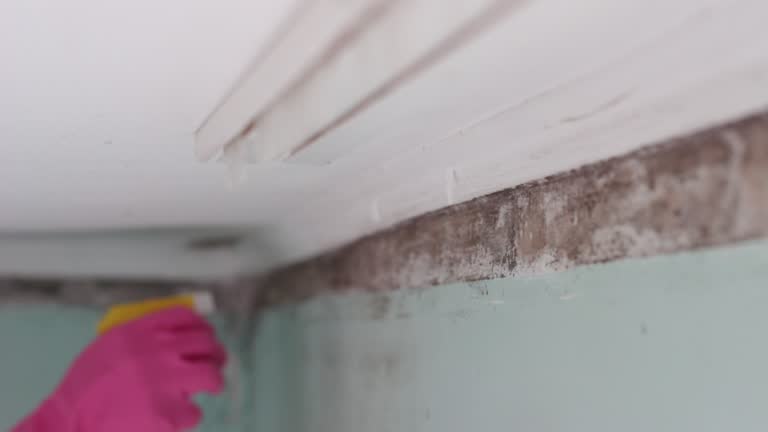 Best Mold Remediation for Healthcare Facilities  in South Oroville, CA